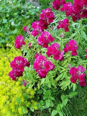 Antirrhinum majus