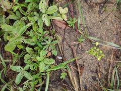 Potentilla kleiniana