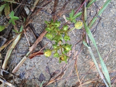 Potentilla kleiniana