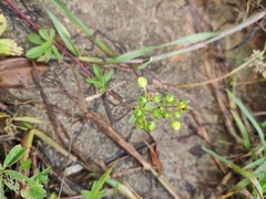 Potentilla kleiniana