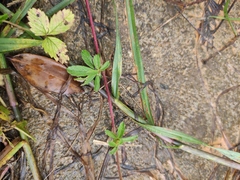 Potentilla kleiniana
