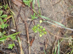 Potentilla kleiniana