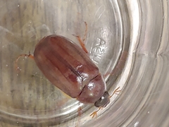 Phyllophaga obsoleta