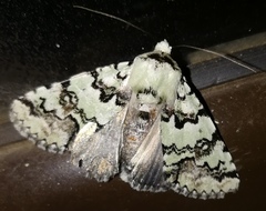 Bamra marmorifera