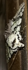 Bamra marmorifera