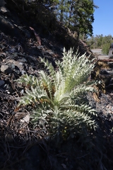 Cirsium cymosum