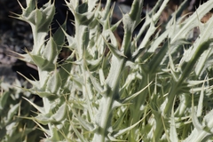 Cirsium cymosum