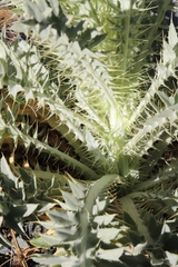 Cirsium cymosum