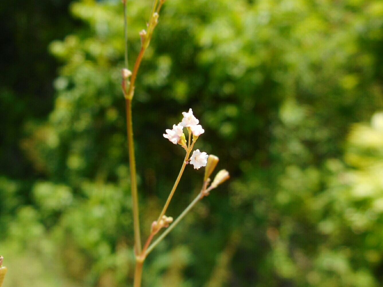 Boerhavia erecta (Boerhavia erecta)