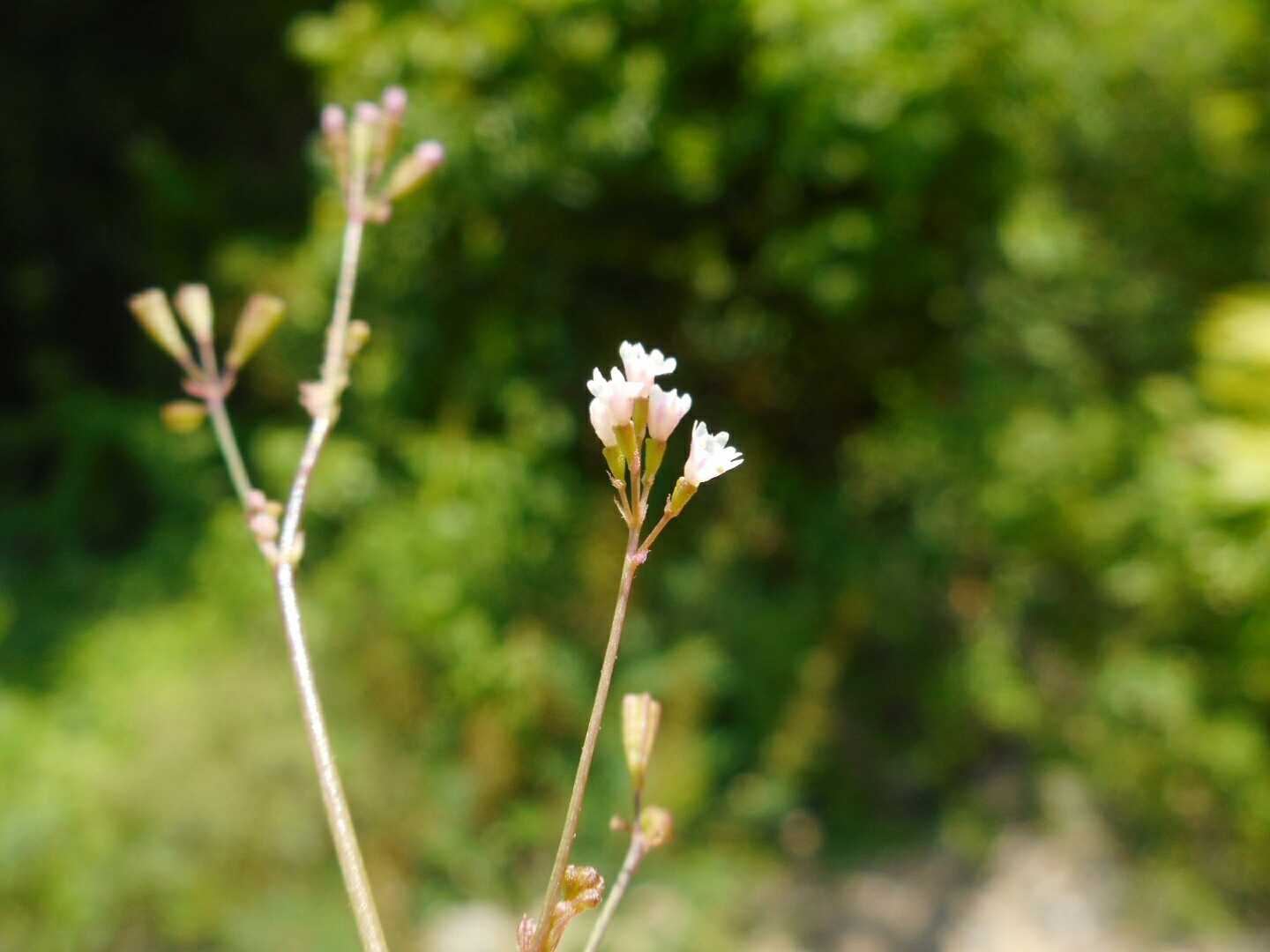Boerhavia erecta — ảnh 2