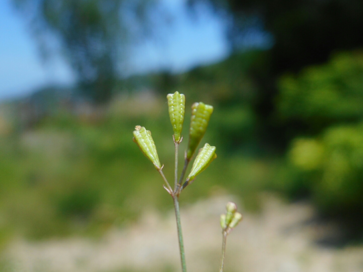 Boerhavia erecta — ảnh 3
