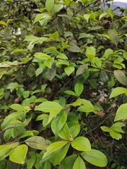 Camellia oleifera