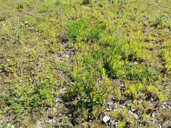 Scrophularia auriculata