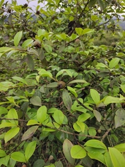 Camellia oleifera