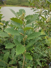 Quercus fabri