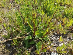 Scrophularia auriculata