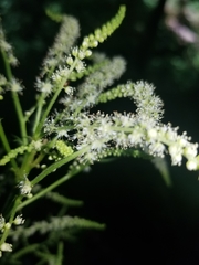 Aruncus