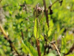 Scrophularia auriculata
