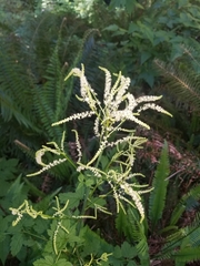 Aruncus