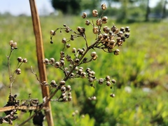 Scrophularia auriculata