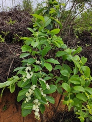 Symplocos paniculata