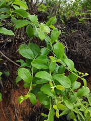 Symplocos paniculata