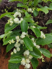 Symplocos paniculata