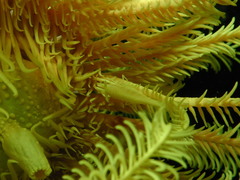 Laomenes amboinensis