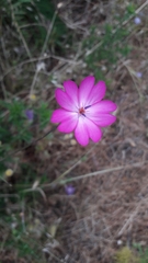 Eudianthe coeli-rosa