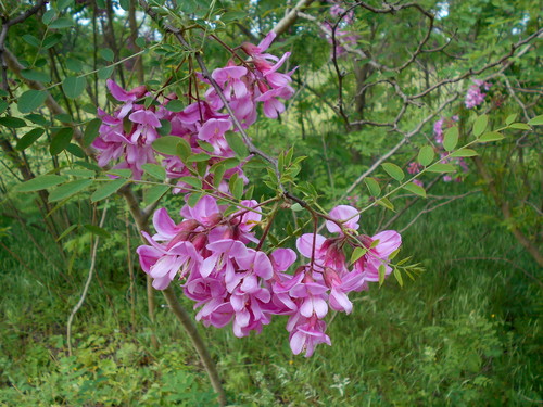 Robinia hispida var. kelseyi