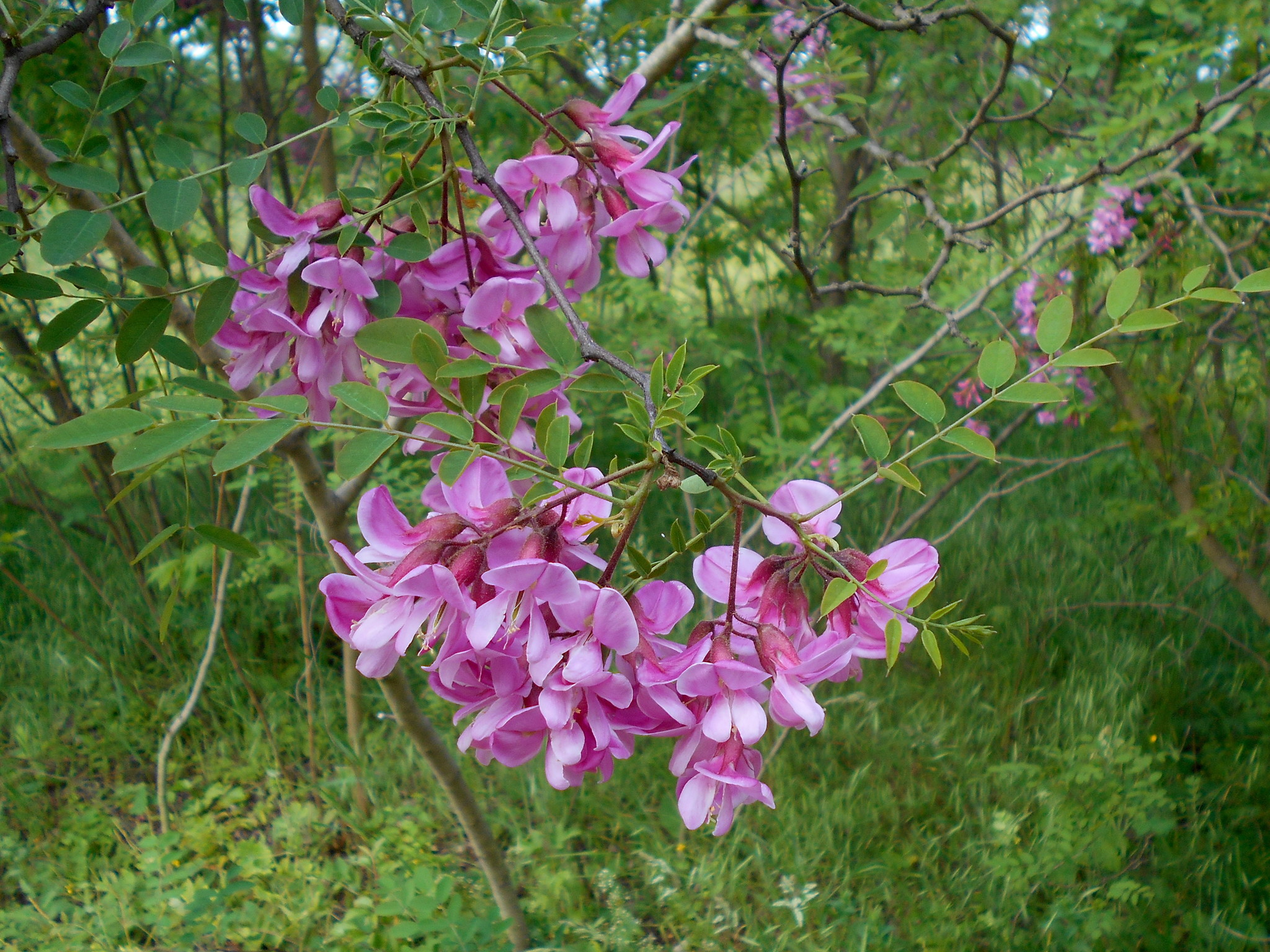 Robinia hispida var. kelseyi