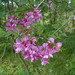 Robinia hispida kelseyi - Photo (c) Salicyna, algunos derechos reservados (CC BY-SA)