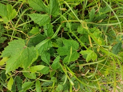 Ampelopsis delavayana