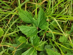 Ampelopsis delavayana