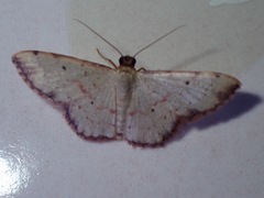 Idaea craspedota
