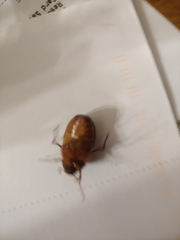 Phyllophaga obsoleta