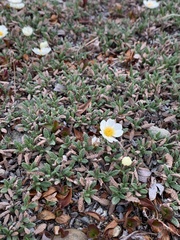 Dryas integrifolia