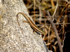 Eutropis carinata