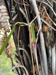 Dianella nigra