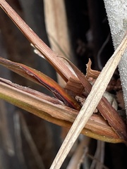 Dianella nigra