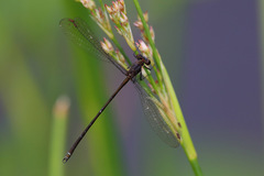 Miniargiolestes minimus