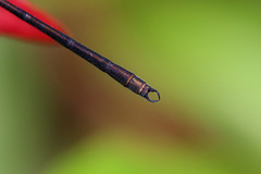 Miniargiolestes minimus