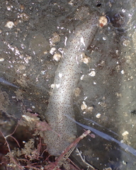 Enchiridium punctatum