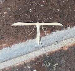 Hellinsia kellicottii