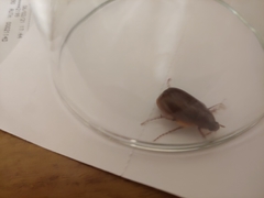 Phyllophaga obsoleta