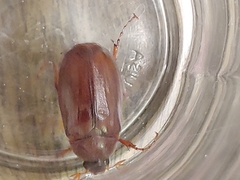 Phyllophaga obsoleta
