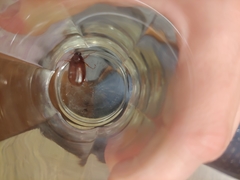 Phyllophaga obsoleta