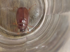 Phyllophaga obsoleta