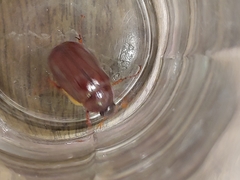 Phyllophaga obsoleta