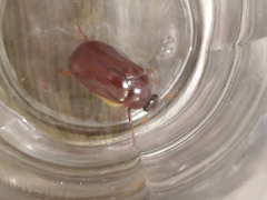 Phyllophaga obsoleta